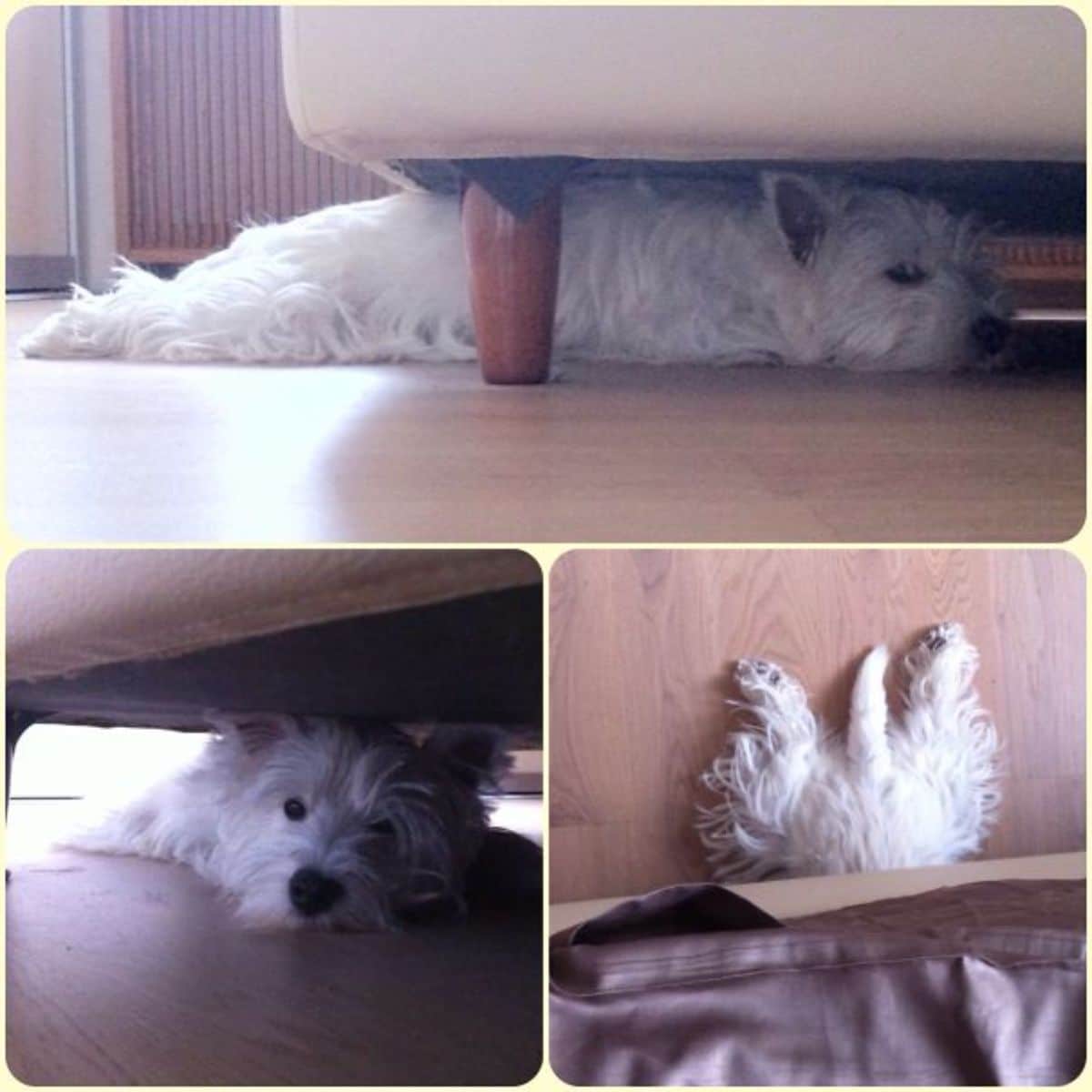 3 photos of a white fluffy dog under a chair with the back half sticking out