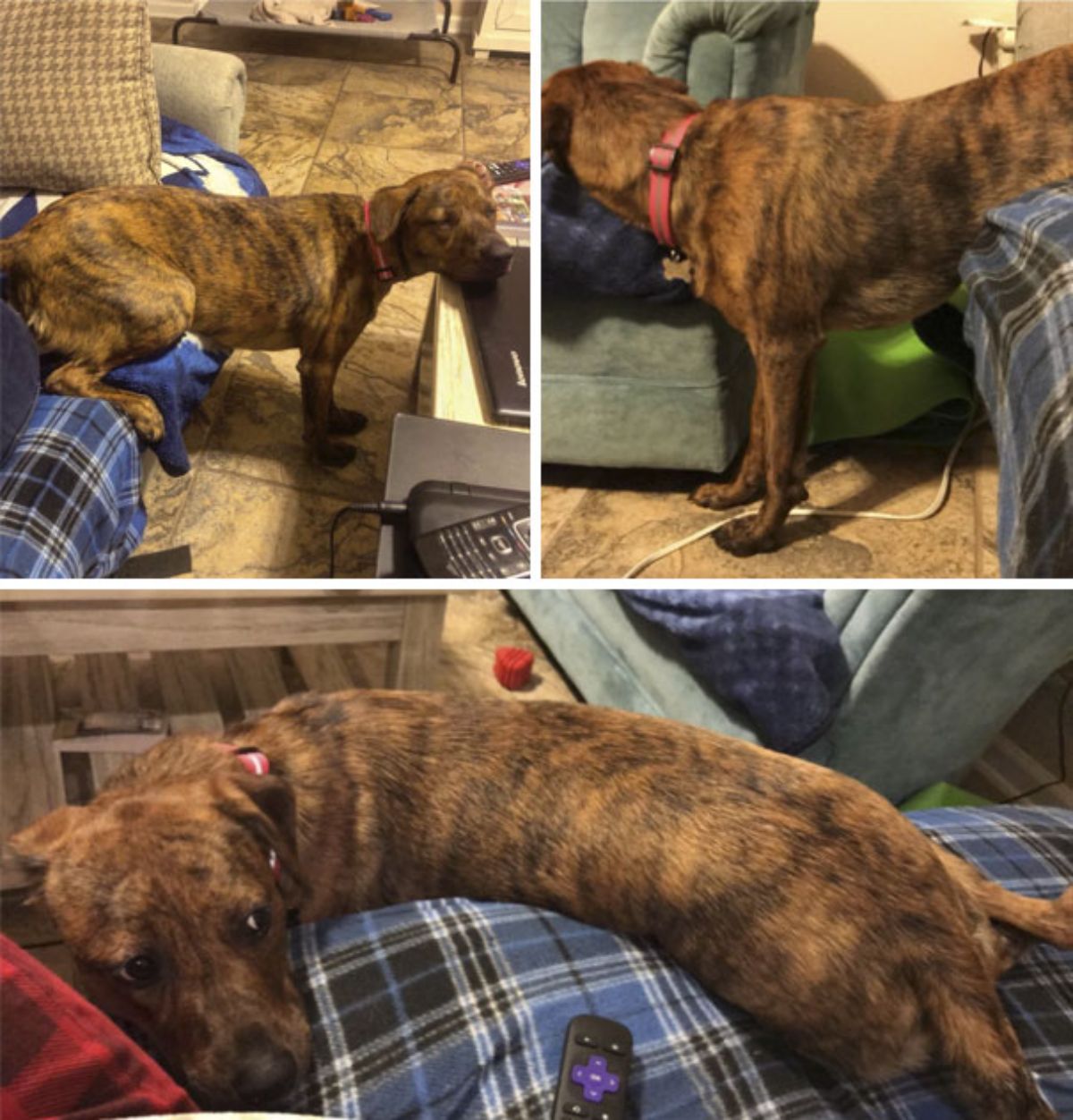 3 photos of brown and black dog standing on the floor with the back on a sofa