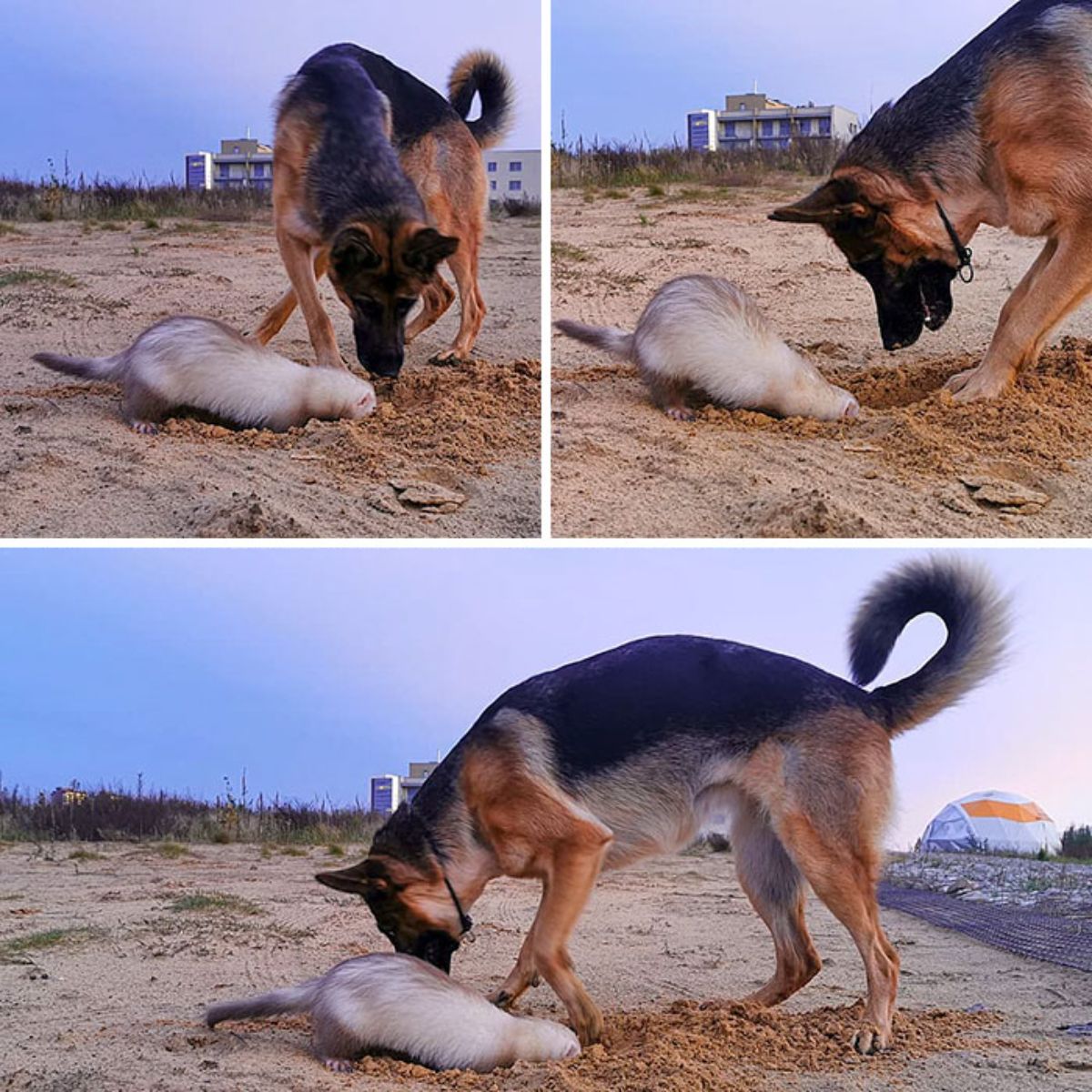 3 photos of brown and white ferret digging hole in sand with a german shepherd next to it