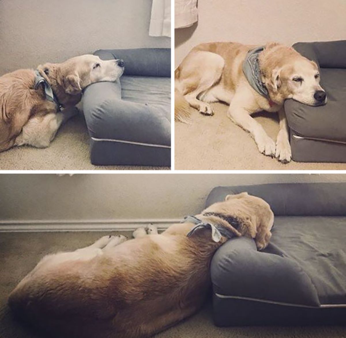 3 photos of old golden retriever in grey bandana laying on the floor with the head on a grey dog bed