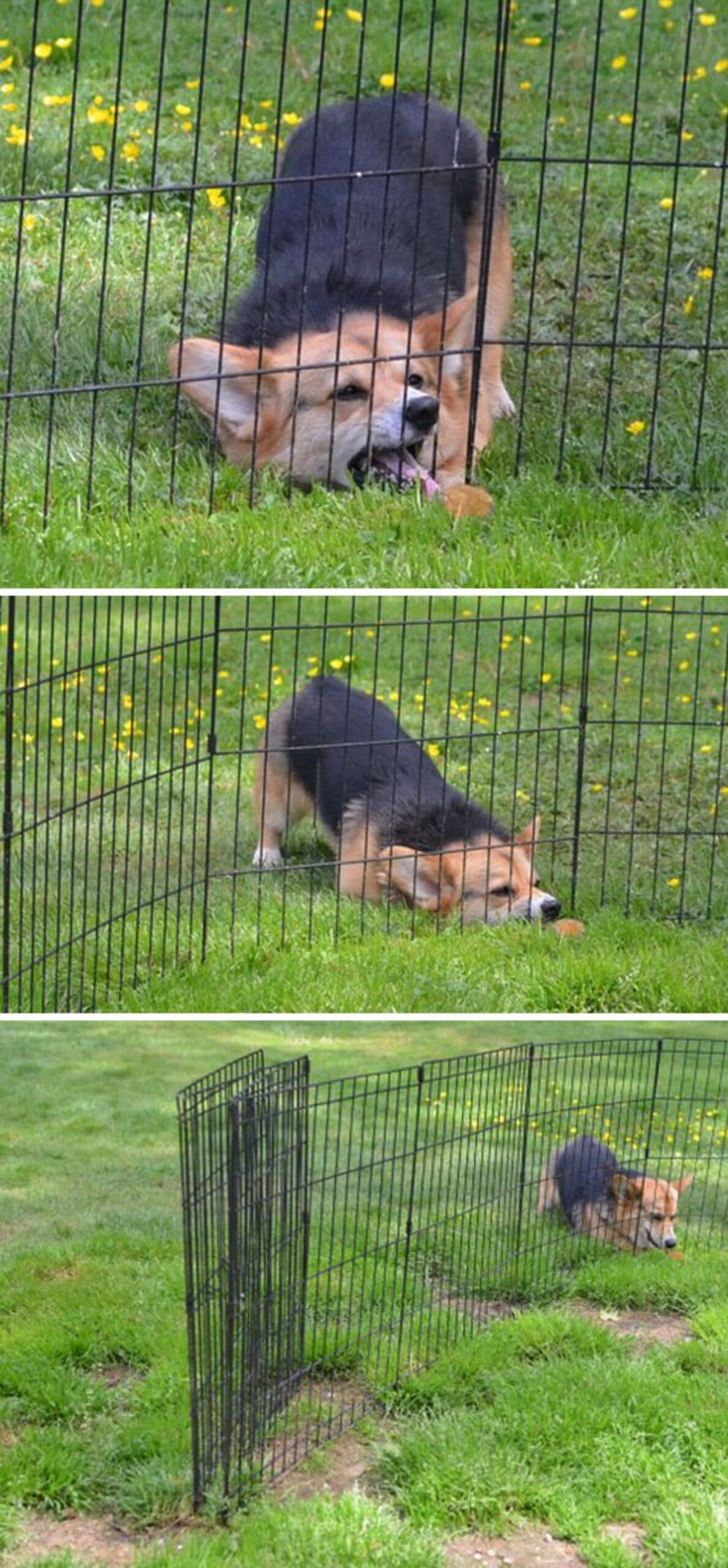 3 photos showing a black and brown corgi trying to reach something through a black fence with the last image showing the gate is open at the end