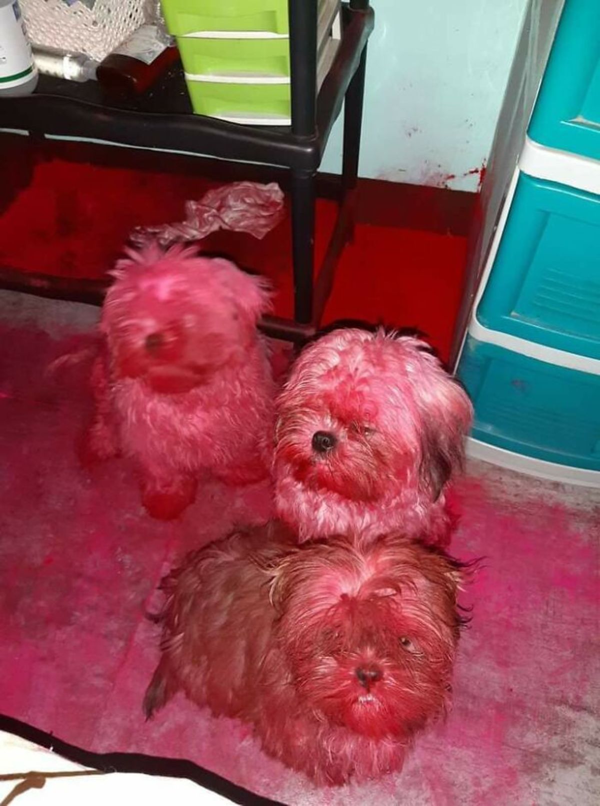 3 small fluffy dogs covered in red colouring with the floor red as well