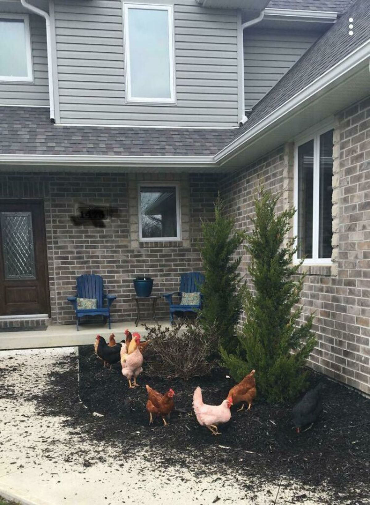 4 brown chickens, 1 black chicken and 2 pink chickens ripped up fire trees in someone's garden