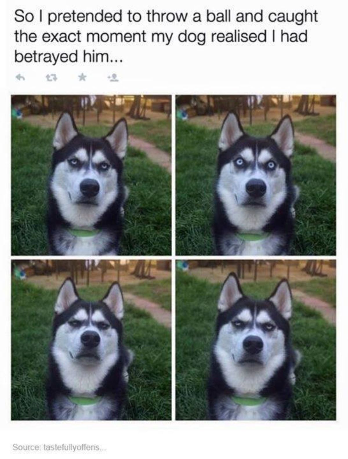 4 photos of a black and white husky being excited then annoyed at someone faking throwing a ball