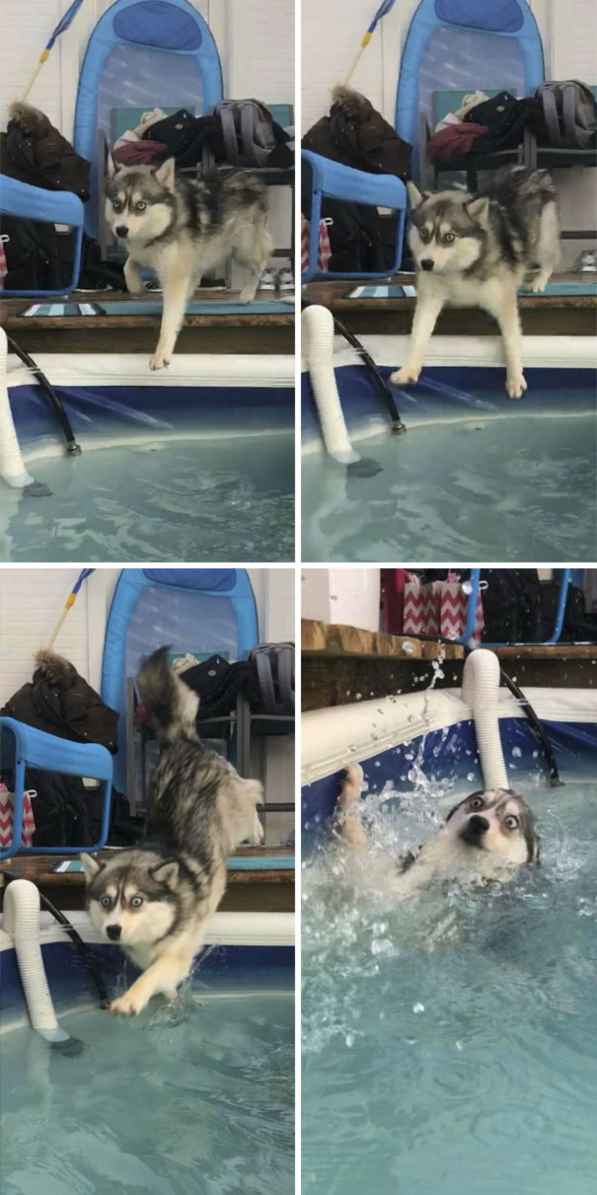 4 photos of a black and white husky falling into a swimming pool
