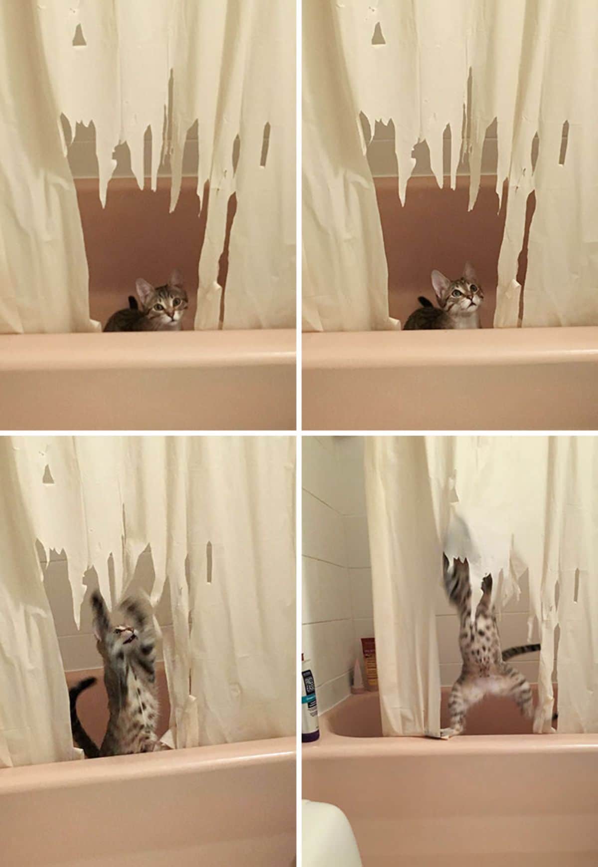 4 photos of a black grey and white cat sitting in a bathtub with a ripped up white shower curtain and then ripping up the curtain again