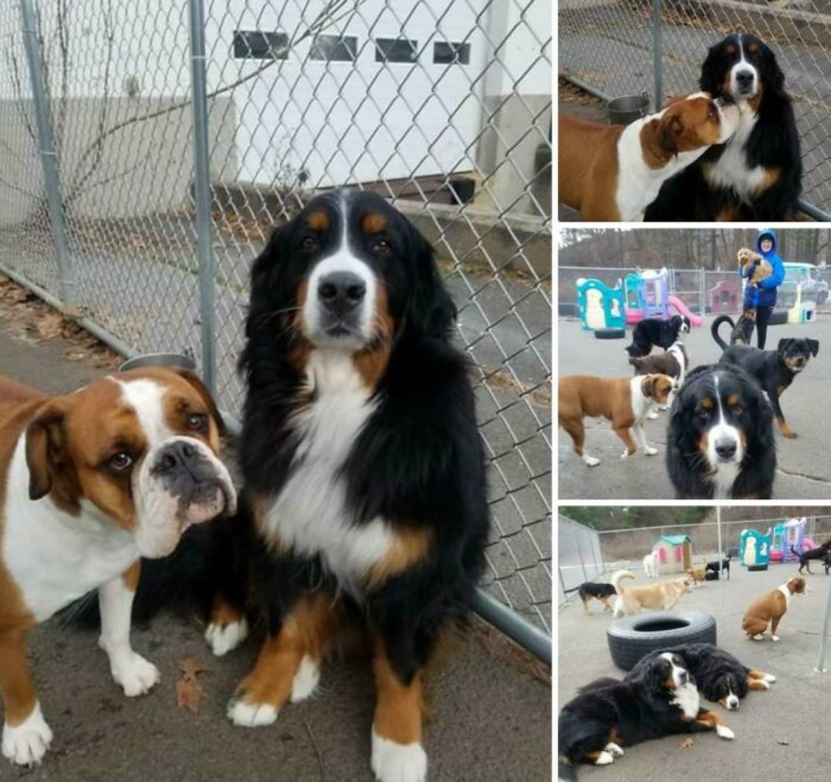 4 photos of a brown and white dog following a fluffy black white and brown bernese mountain dog around