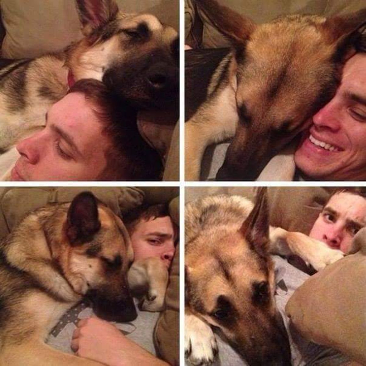 4 photos of a german shepherd laying on and very close to a man