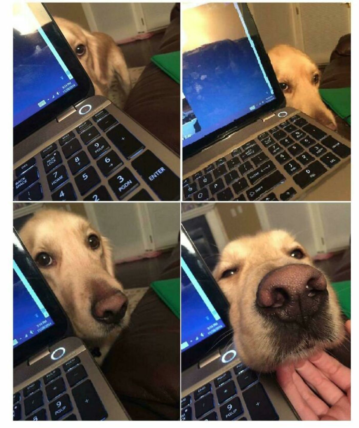 4 photos of a golden retriever peeking from behind a laptop and getting chin scritches in the last one