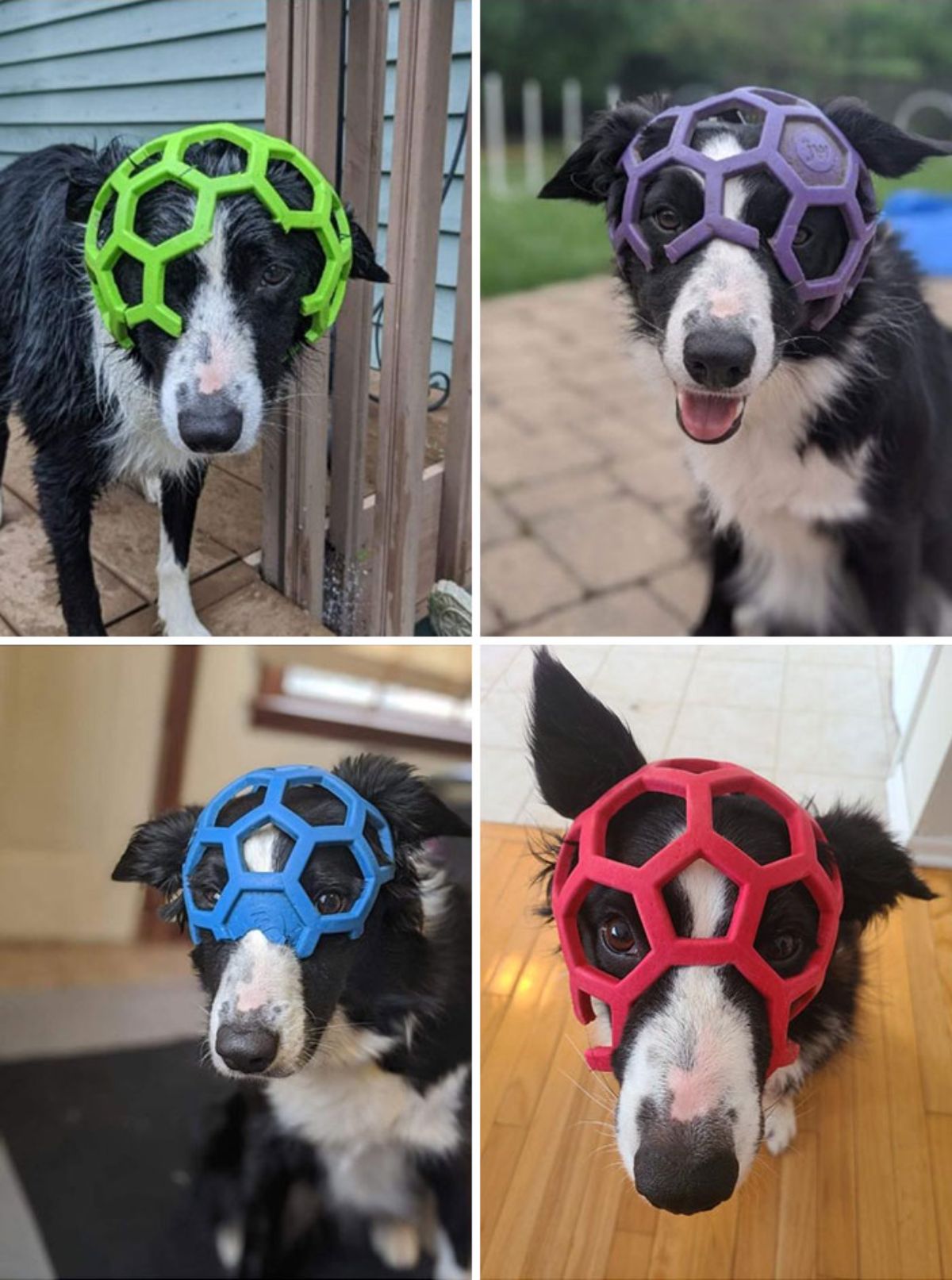 4 photos of black and white dog with 4 different balls with pentagonal holes in them stuck on the dog's head