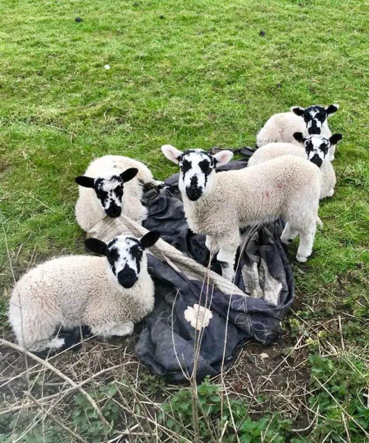 5 white sheep with black markings around the eyes and snout and black ears
