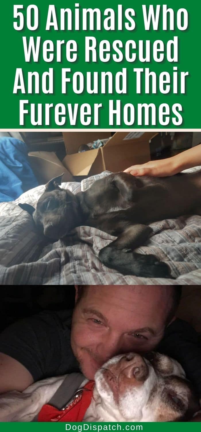 50 Animals Who Were Rescued And Found Their Furever Homes - Dog Dispatch