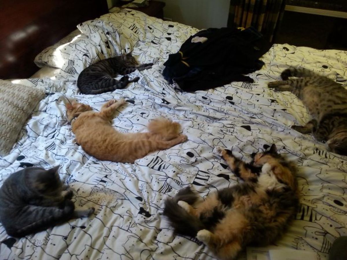 6 cats sleeping at a distance from each other sleeping on a black and white bed