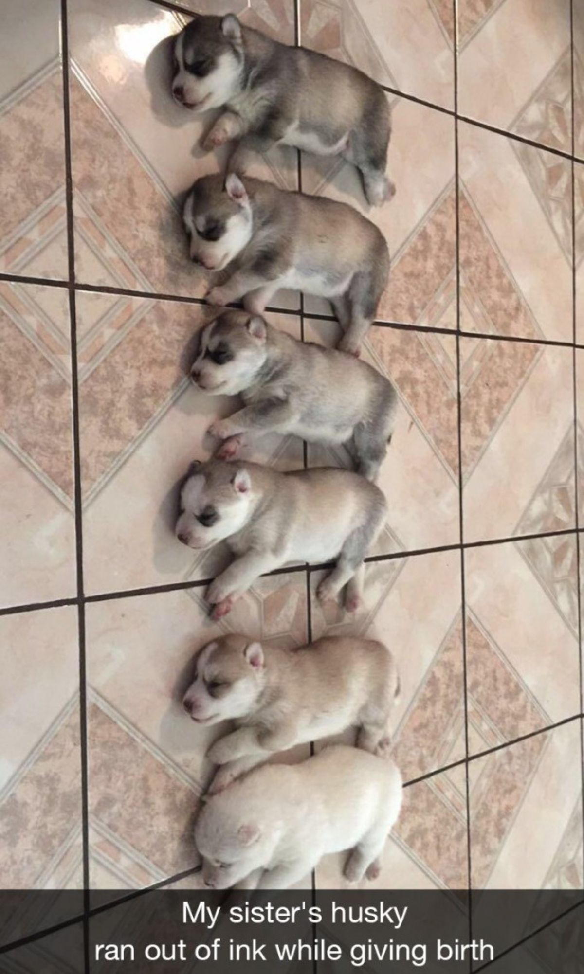 6 husky puppies sleeping in a row on the floor arraned according to colour with the caption My sister's husky ran out of ink while giving birth