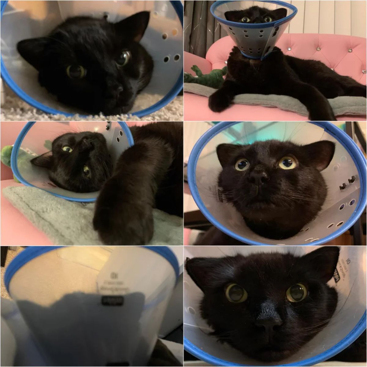 6 photos of a black cat in a transparent cone of shame