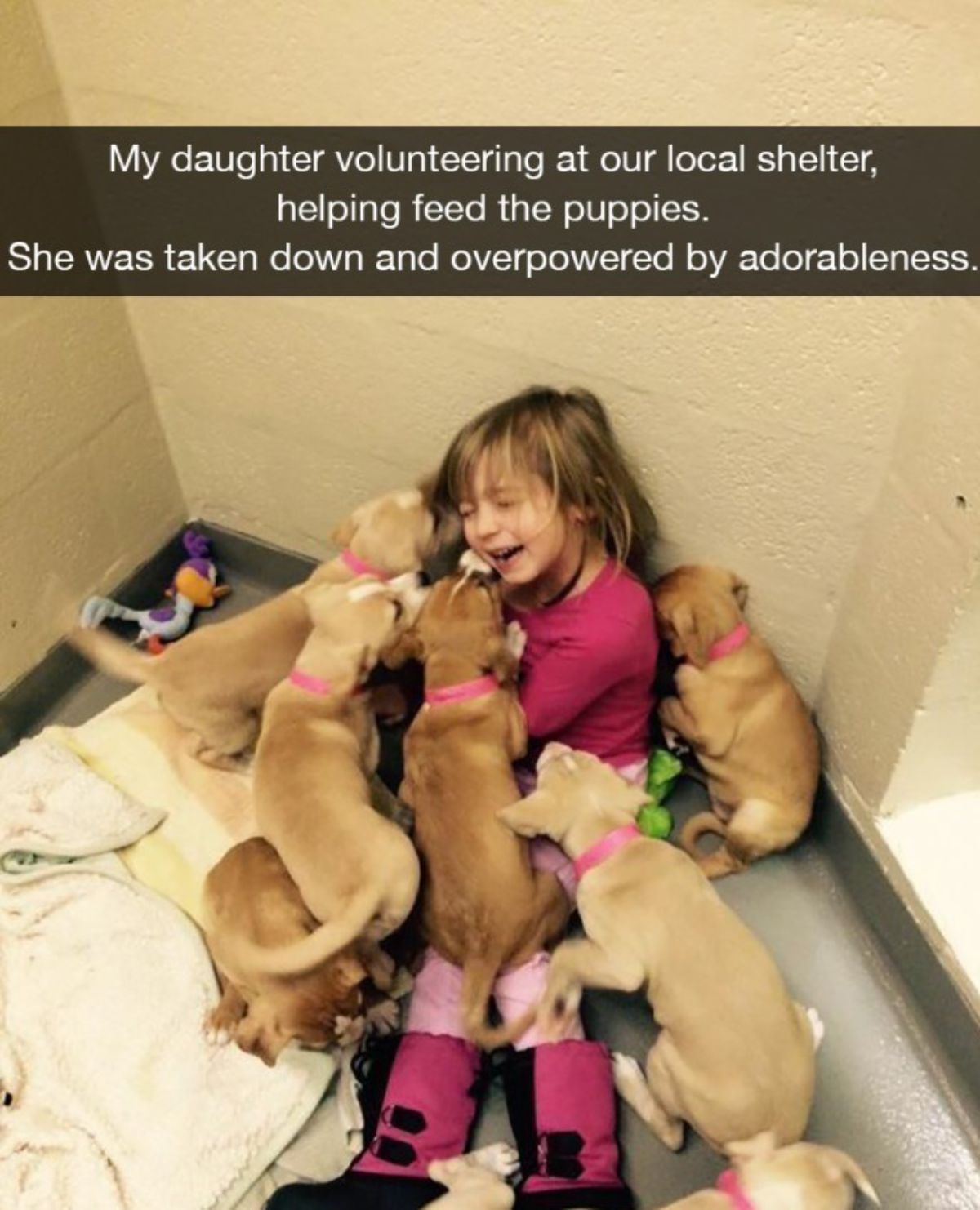 7 brown puppies around a little girl on the floor of a shelter