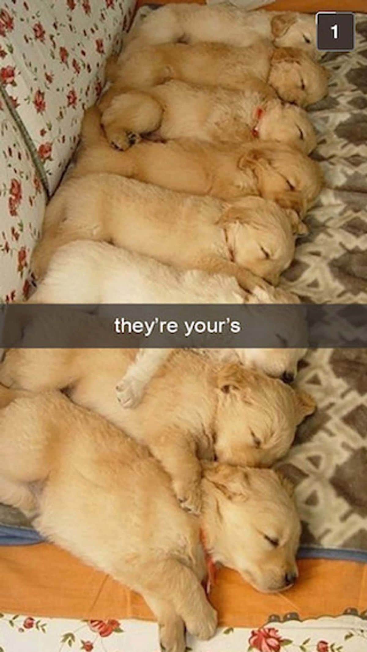 8 golden retriever puppies placed in a row on a brown and white patterened blanket with the caption they're your's