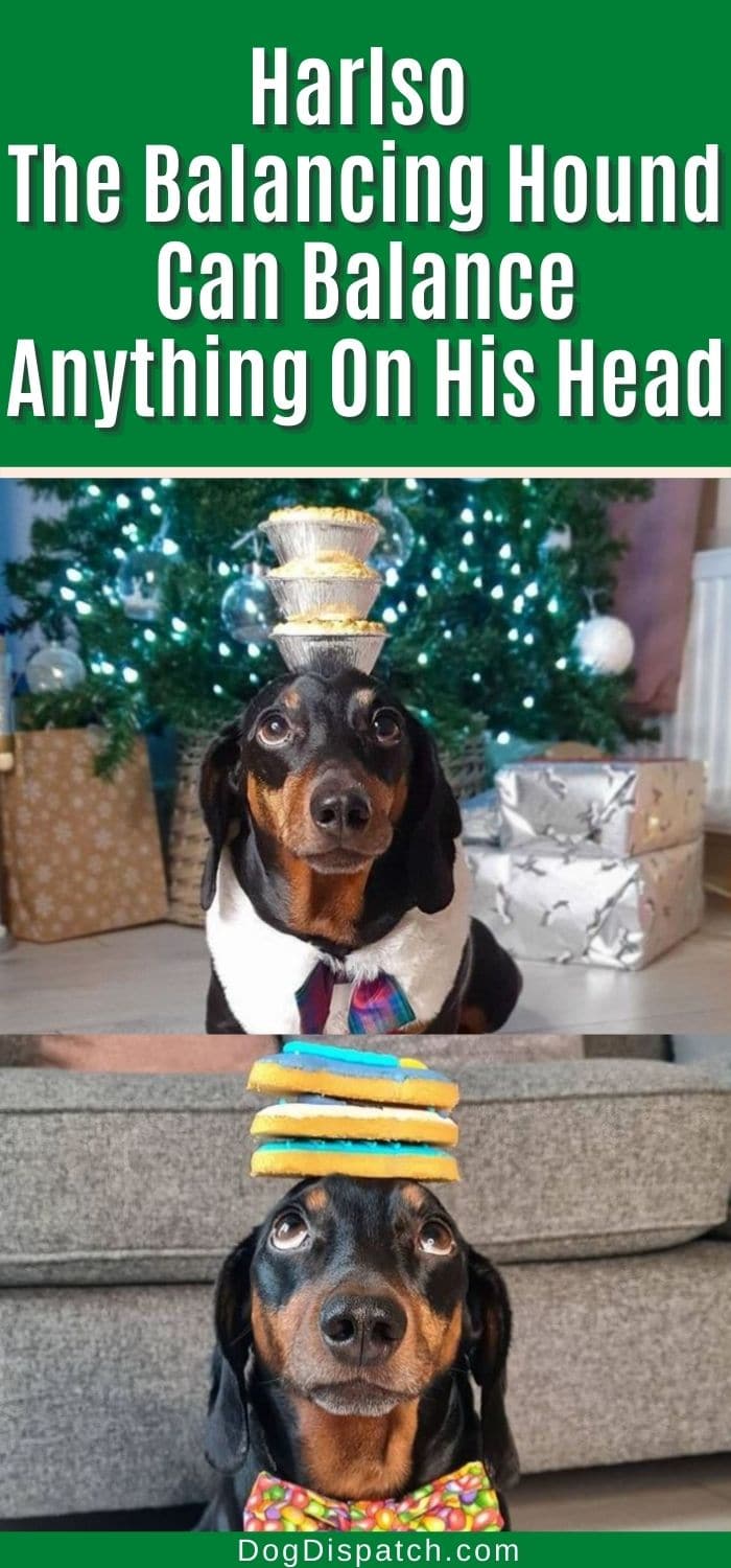 Harlso The Balancing Hound Can Balance Anything On His Head Dog Dispatch