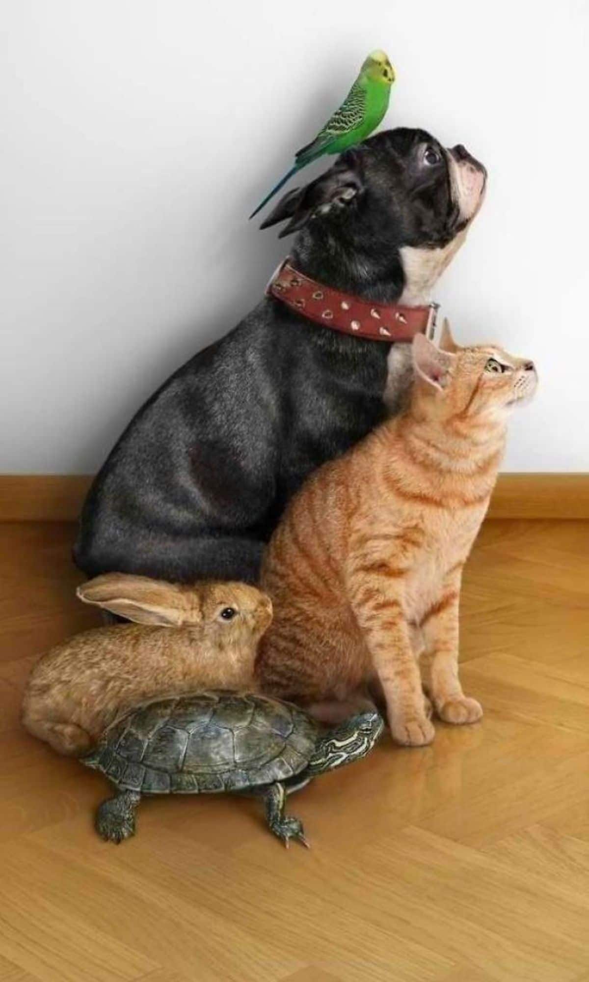 a grey turtle, a brown rabbit, an orange cat, a black and white french bulldog and a green yellow black and white parrot posing together facing their left