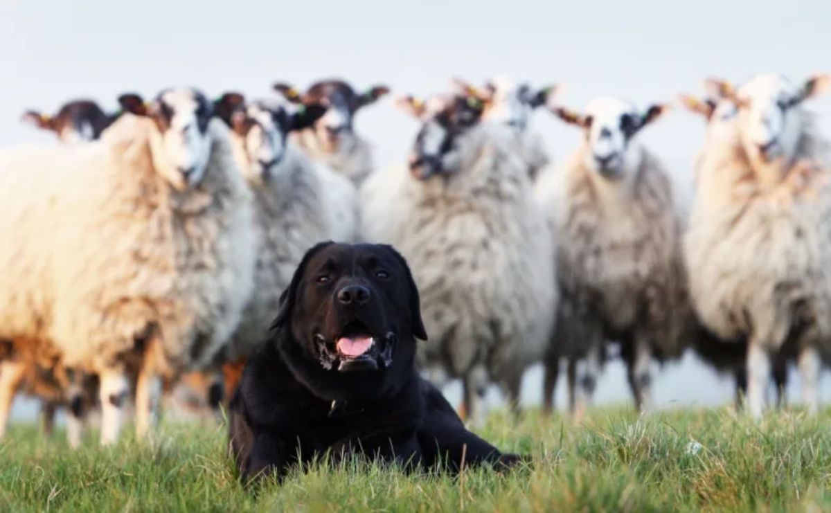 a group of white sheep standing behind a black dog laying on grass in front of them