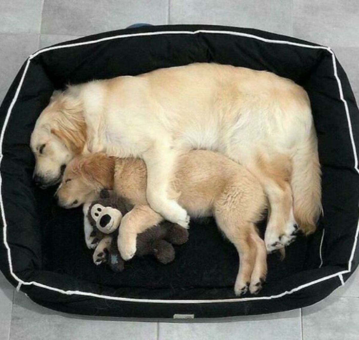 adult golden retriever cuddling a younger golden retriever who is cuddling a black and light brown monkey stuffed toy all sleeping on a black and white dog bed