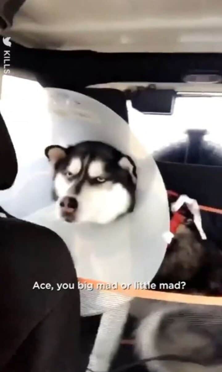 40 Pets Suffering In Their Cones Of Shame - Dog Dispatch