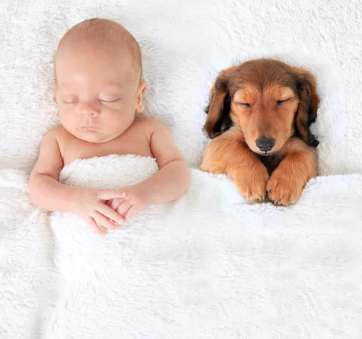 baby and brown dachshund puppy sleeping tucked under a white blanket