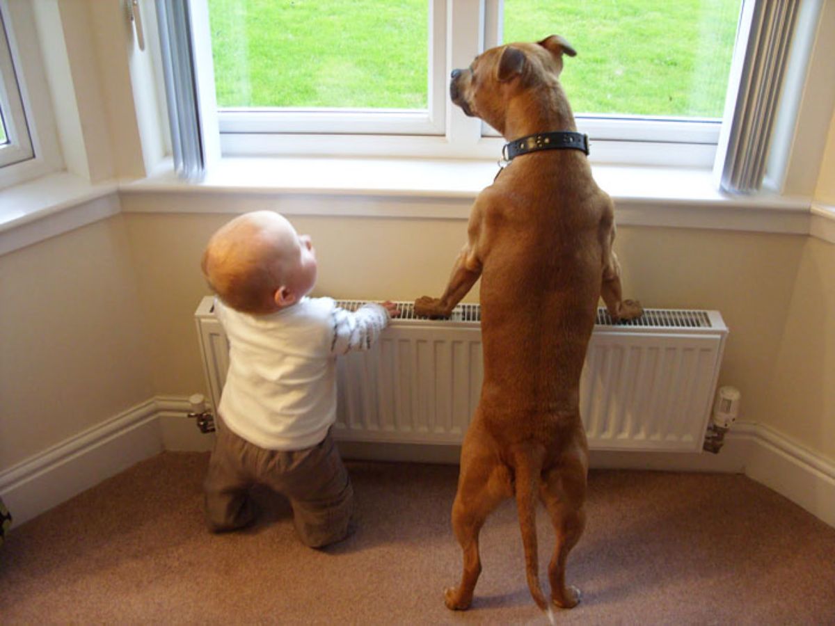 baby and brown dog standing with hands and front legs on a white radiator by a window