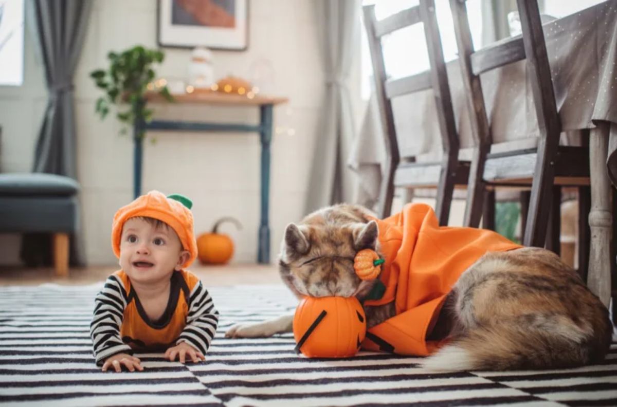 baby crawling wearing orange black and white clothes next to a brown and white dog in orange suit putting tis face inside a pumpkin bucket