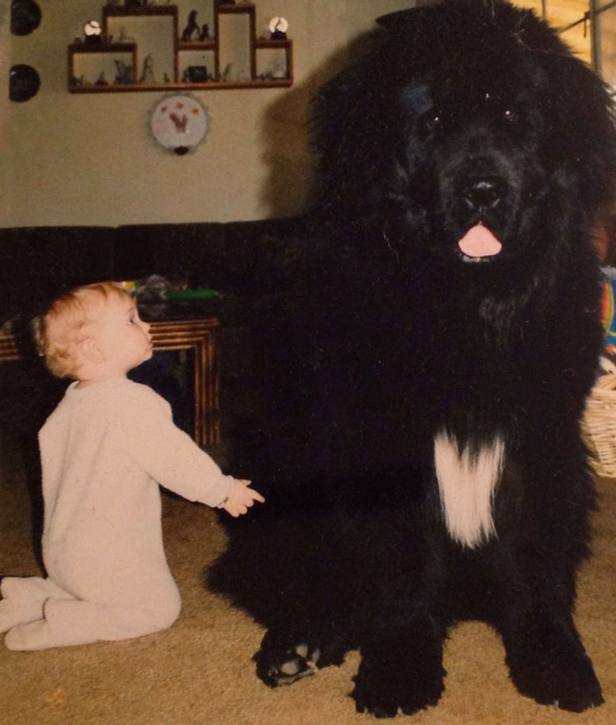 baby kneeling next to a black and white newfoundland sitting