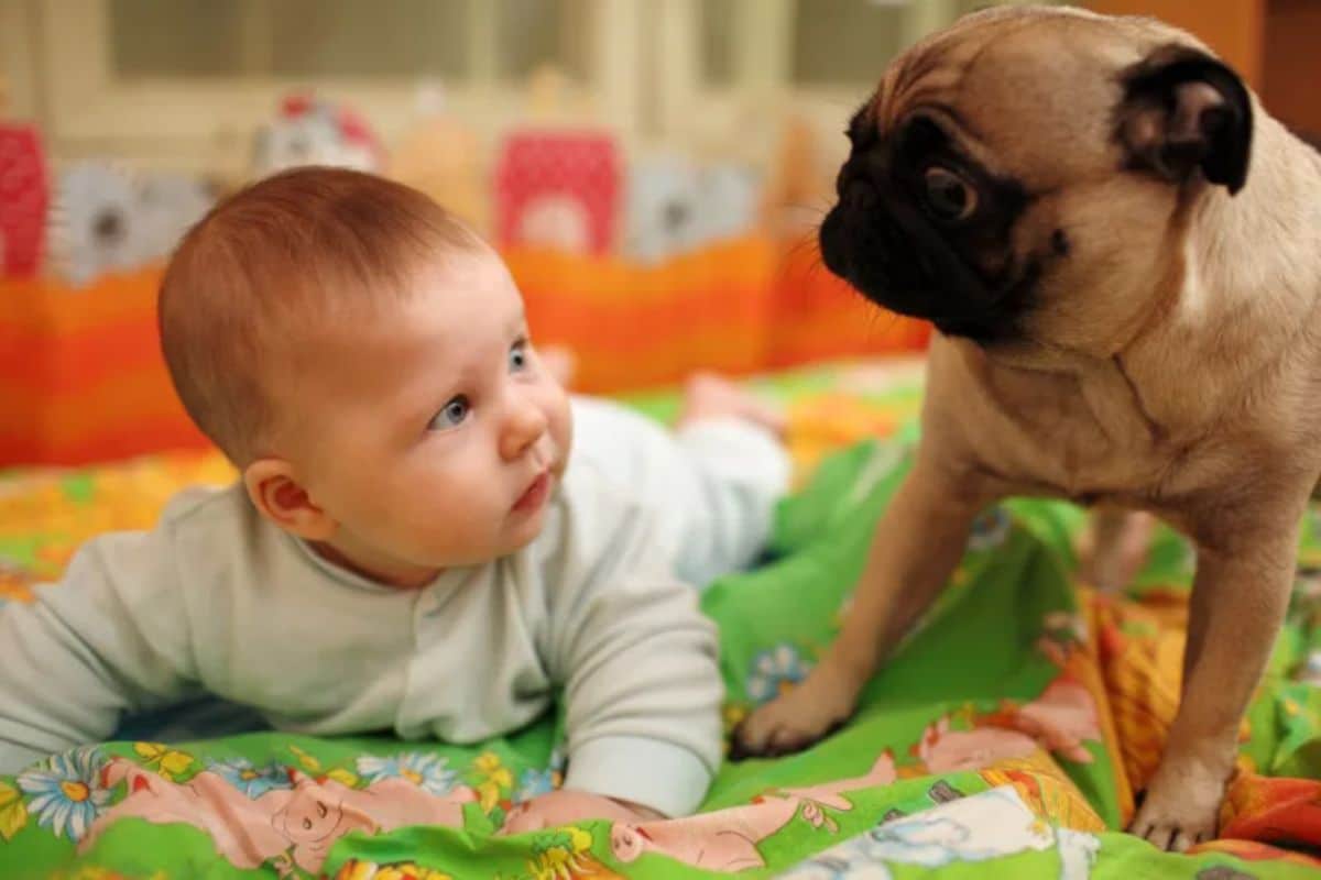 baby laying on green and colourful blanket with brown pug standing next to the baby