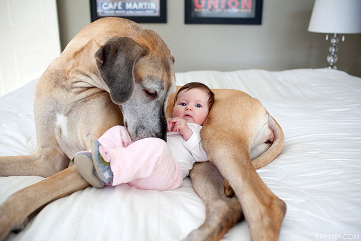 baby leaning against a large brown and grey dog on a white bed