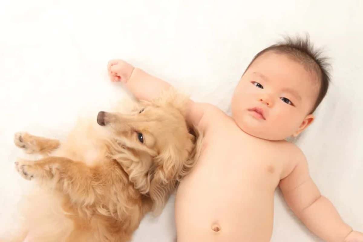 baby lying on a white bed with a brown fluffy dachshund