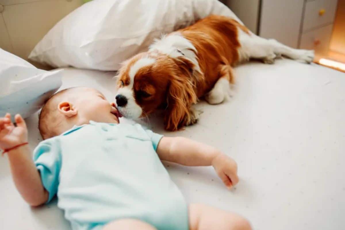baby lying on white bed with brown and white king charles spaniel licking the baby's face