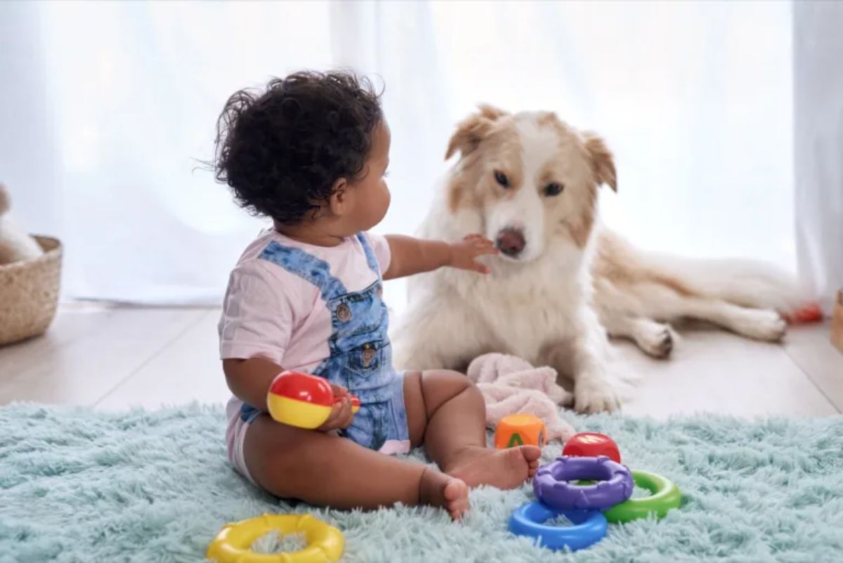 baby on blue blanket playing with toys reaching out to brown and white fluffy dog