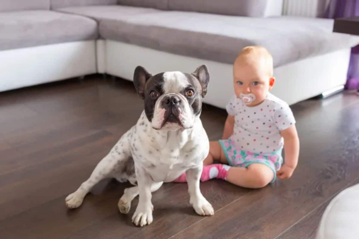 baby sitting on floor next to a white and black french bulldog