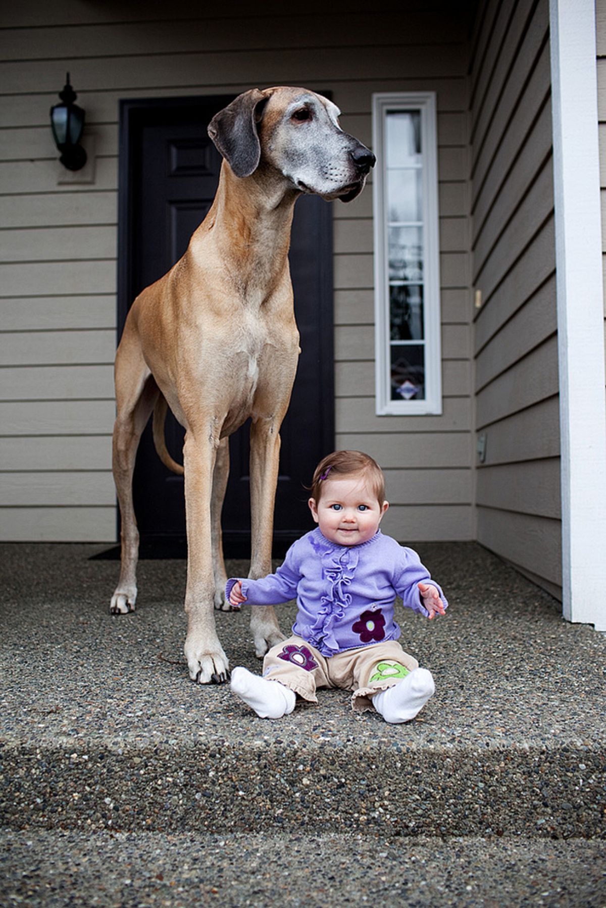 baby sitting on the floor with a brown and white dog standing over the baby