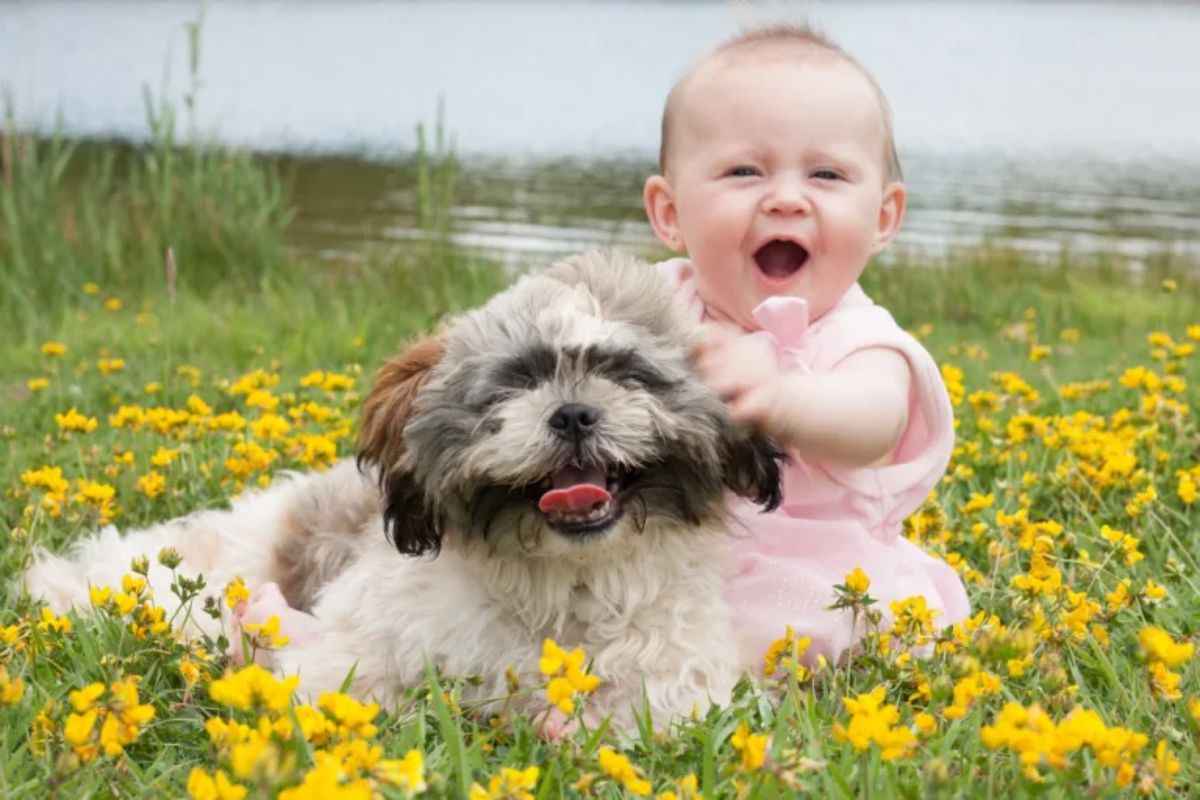 baby sitting with a fluffy white black and brown dog in a field of yellow flowers
