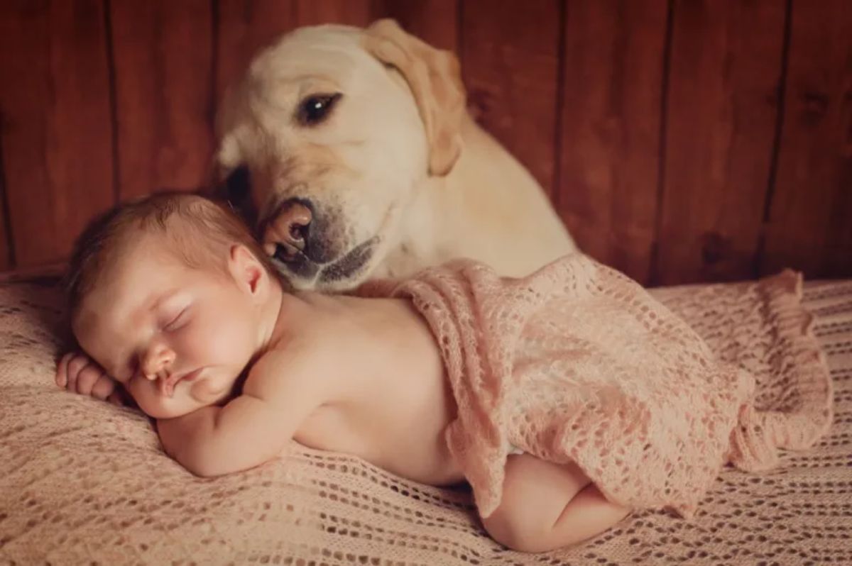 baby sleeping on a bed with yellow labrador retriever with the head over the back of the baby