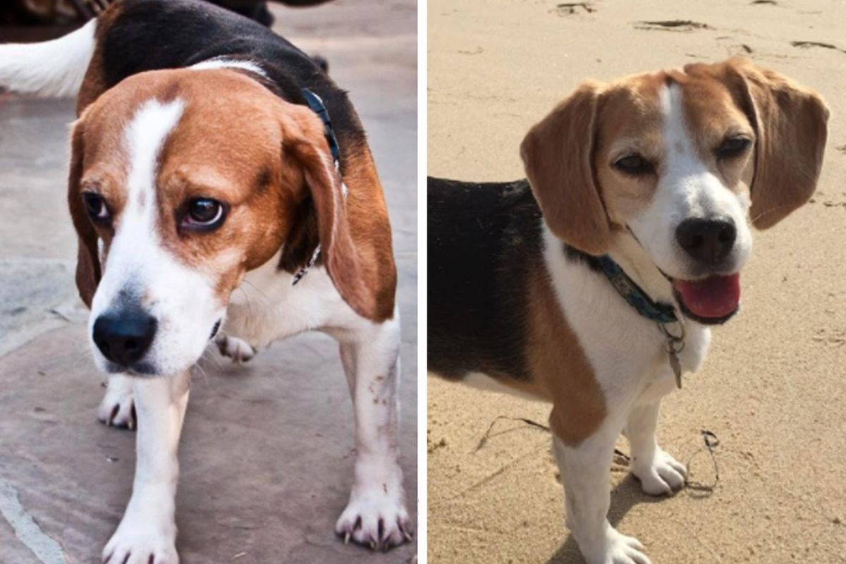 before and after photo of black brown and white beagle
