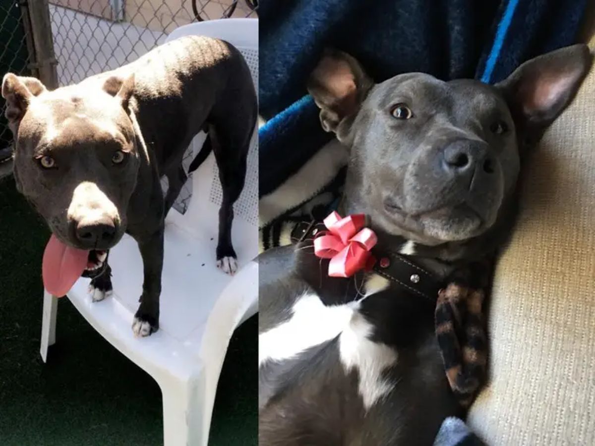 before and after photos of black and white pitbull