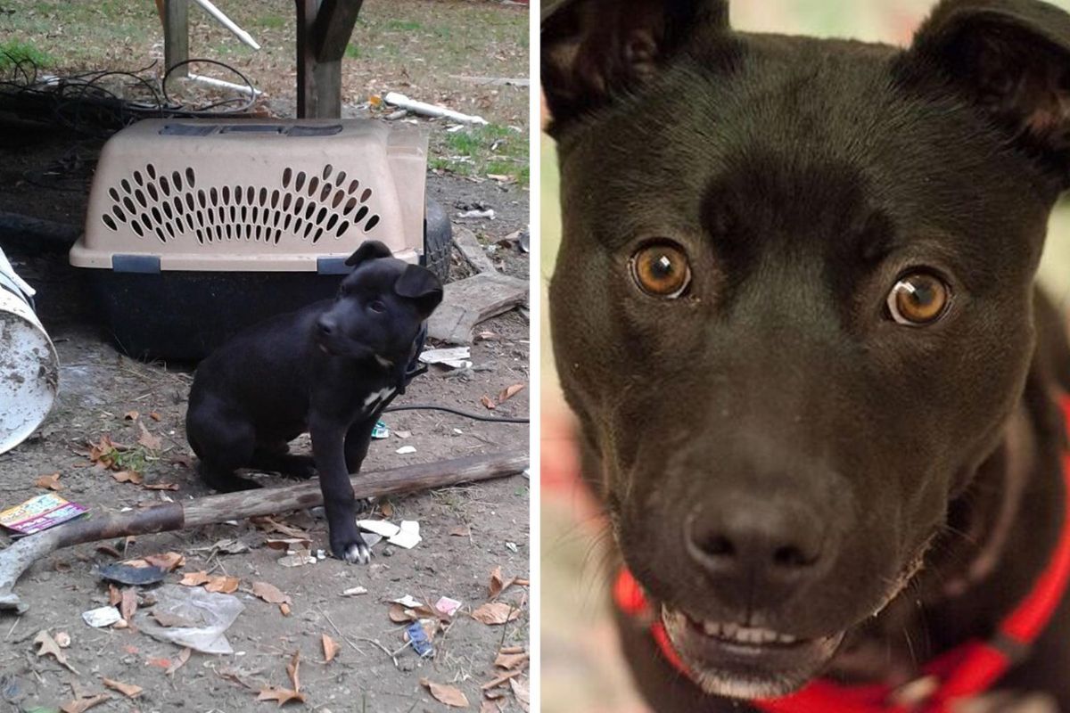 before and after photos of black dog