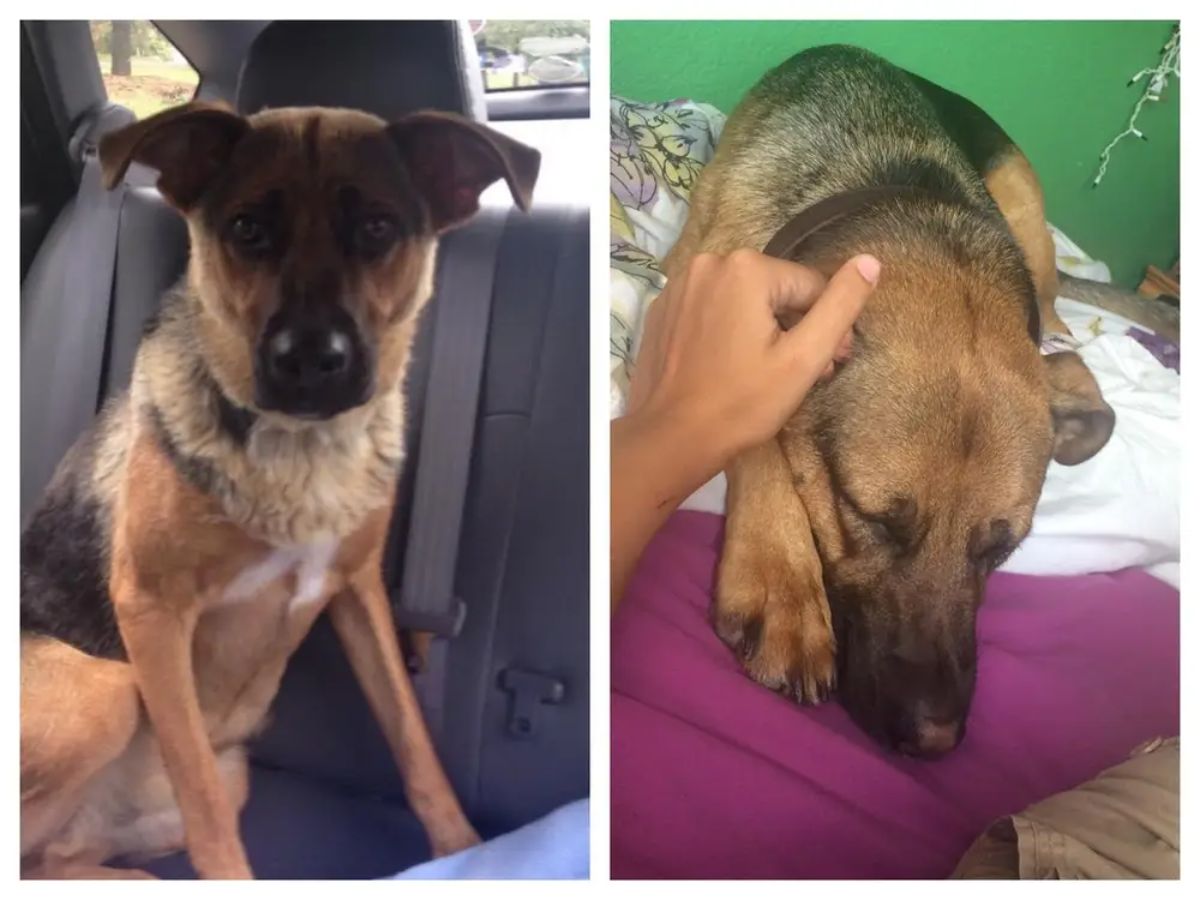 before and after photos of brown and black dog