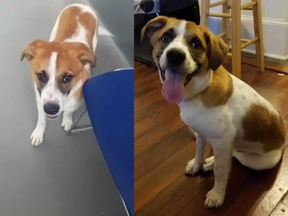 before and after photos of brown and white dog with black around the eyes