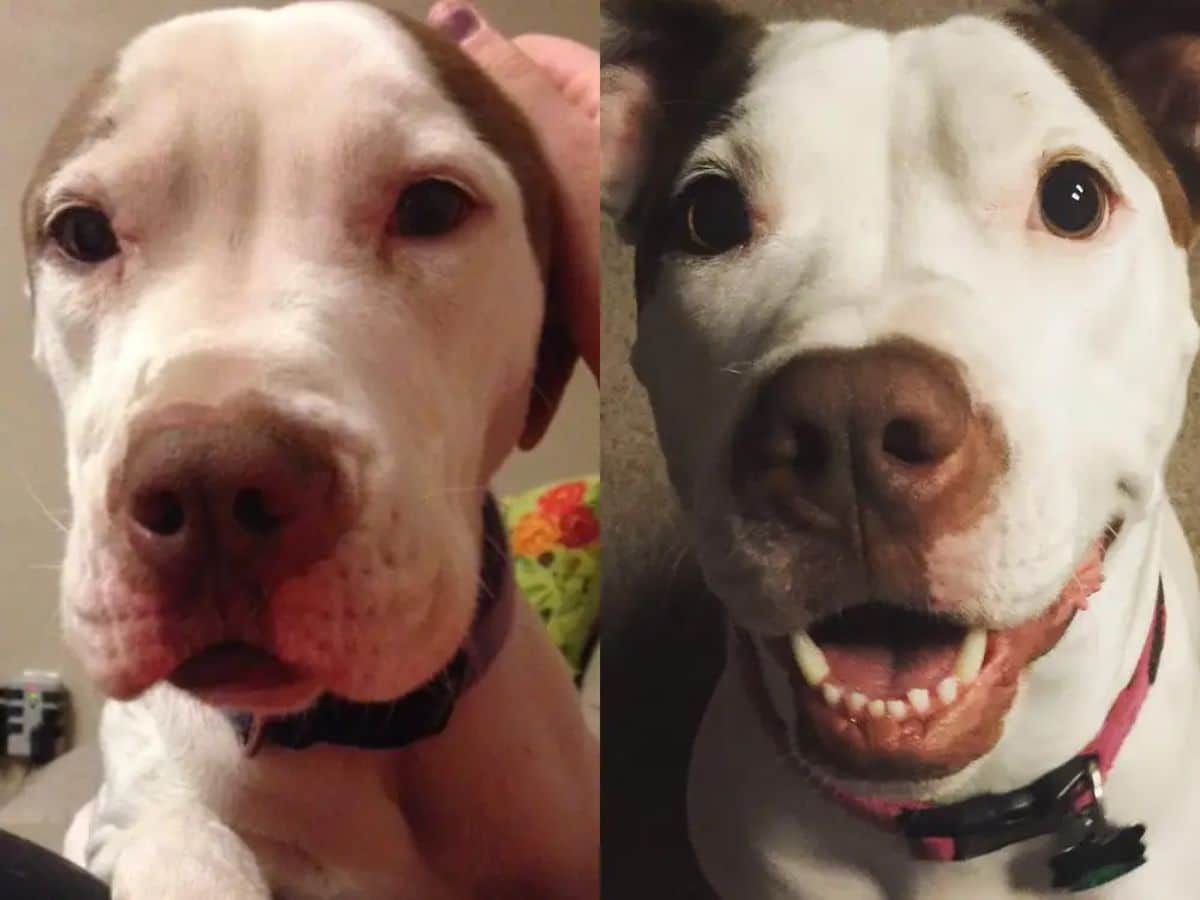 before and after photos of brown and white pitbull