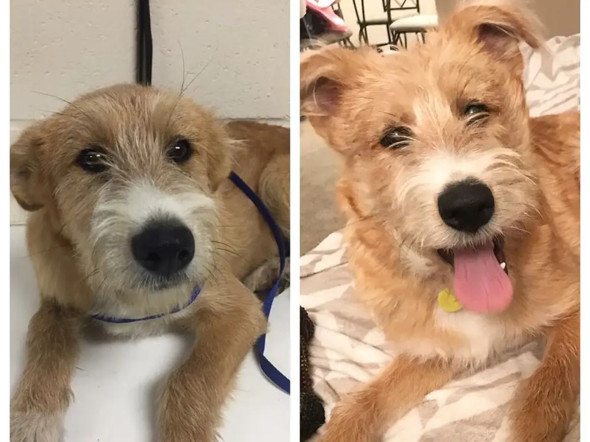 before and after photos of brown and white terrier
