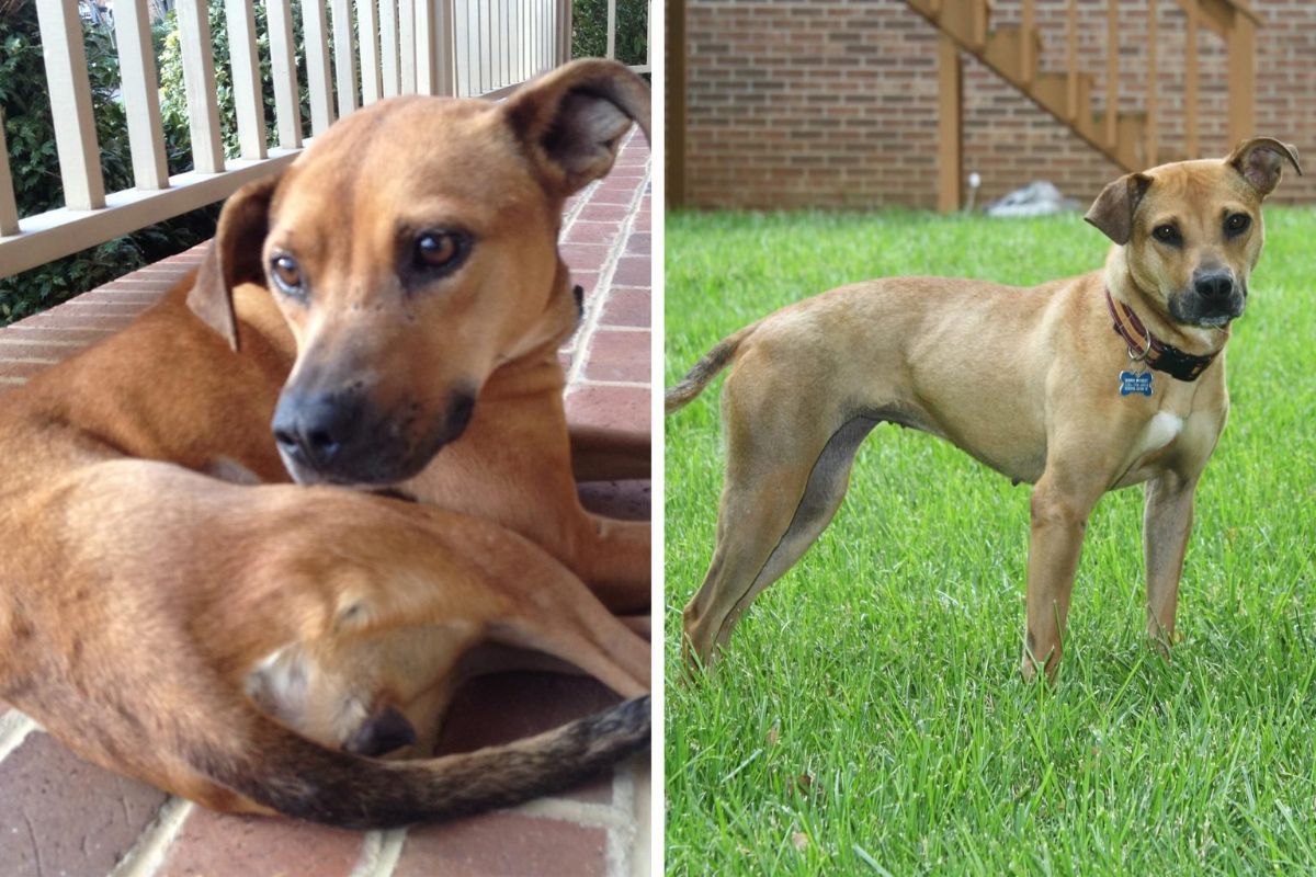 before and after photos of brown dog