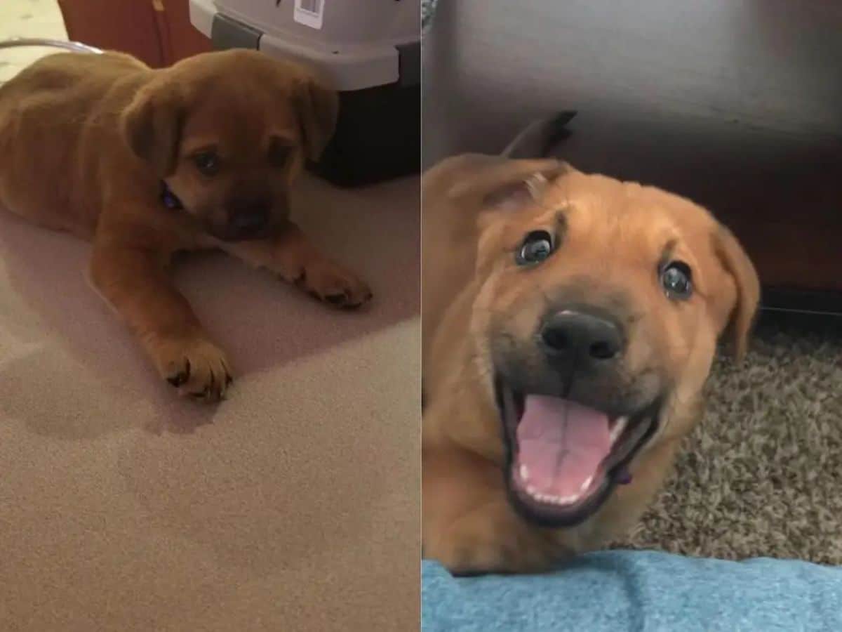 before and after photos of brown puppy