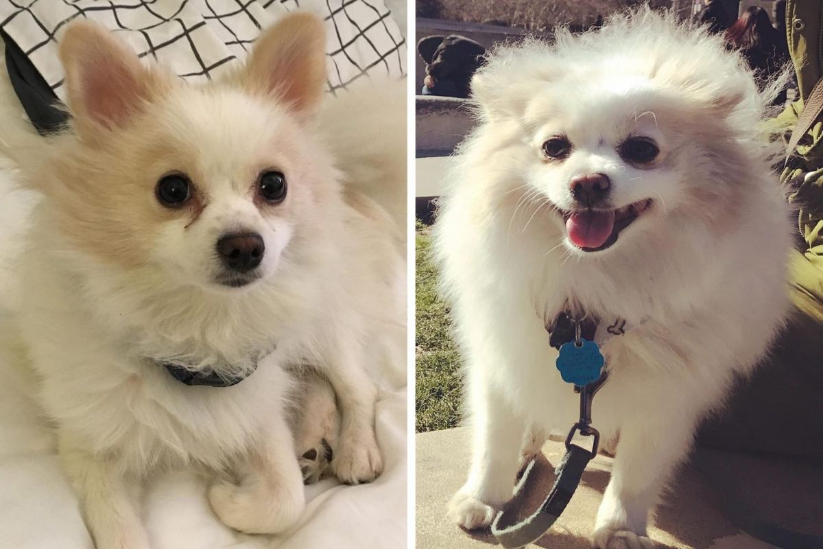 before and after photos of fluffy white dog