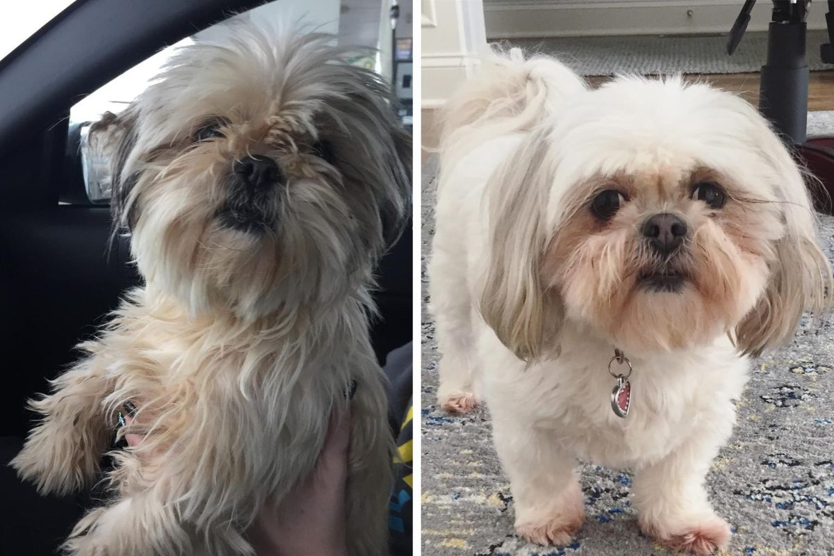 before and after photos of fluffy white small dog